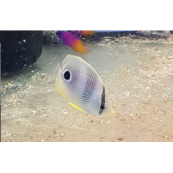 Chaetodon capistratus